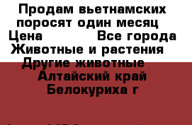 Продам вьетнамских поросят,один месяц › Цена ­ 3 000 - Все города Животные и растения » Другие животные   . Алтайский край,Белокуриха г.